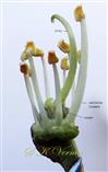  Stamens